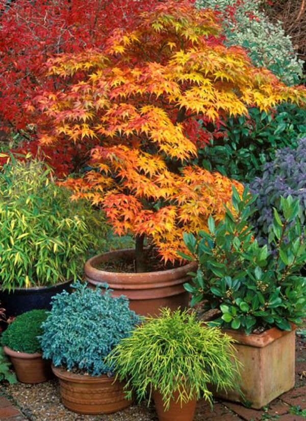 Garden Container Plants
