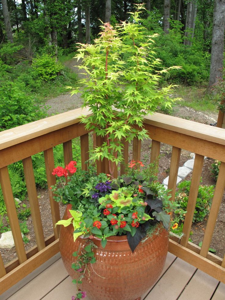 Japanese Maples