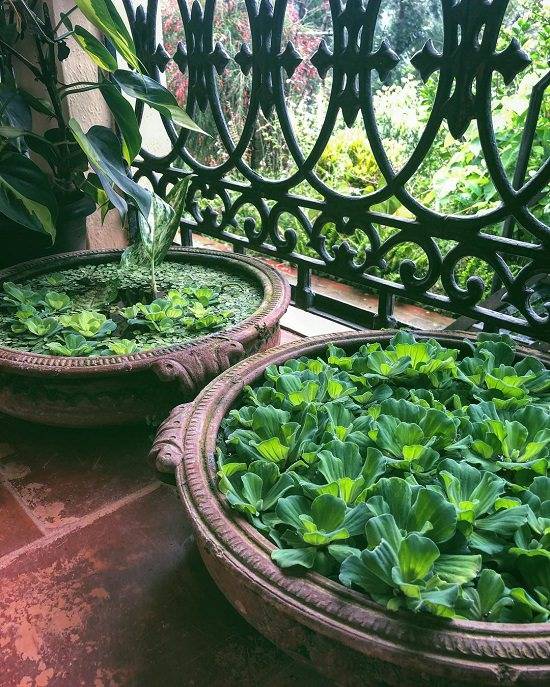 Indian Google Search Garden Ideas