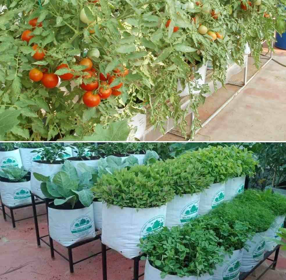 Whenever Garden Landscaping Ideas India