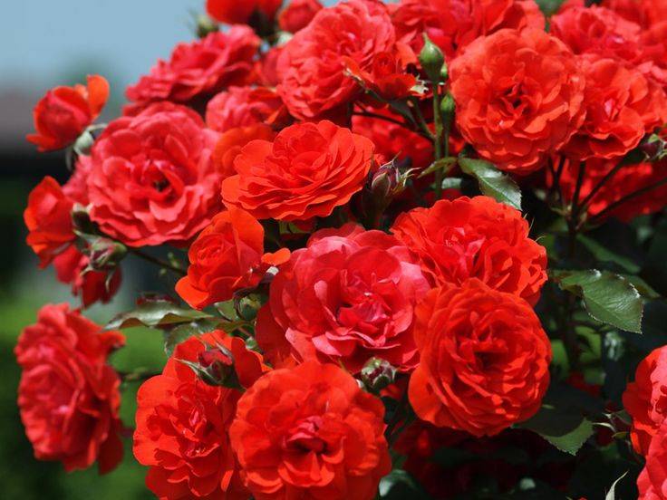 Rashtrapati Bhavans Exquisite Mughal Gardens