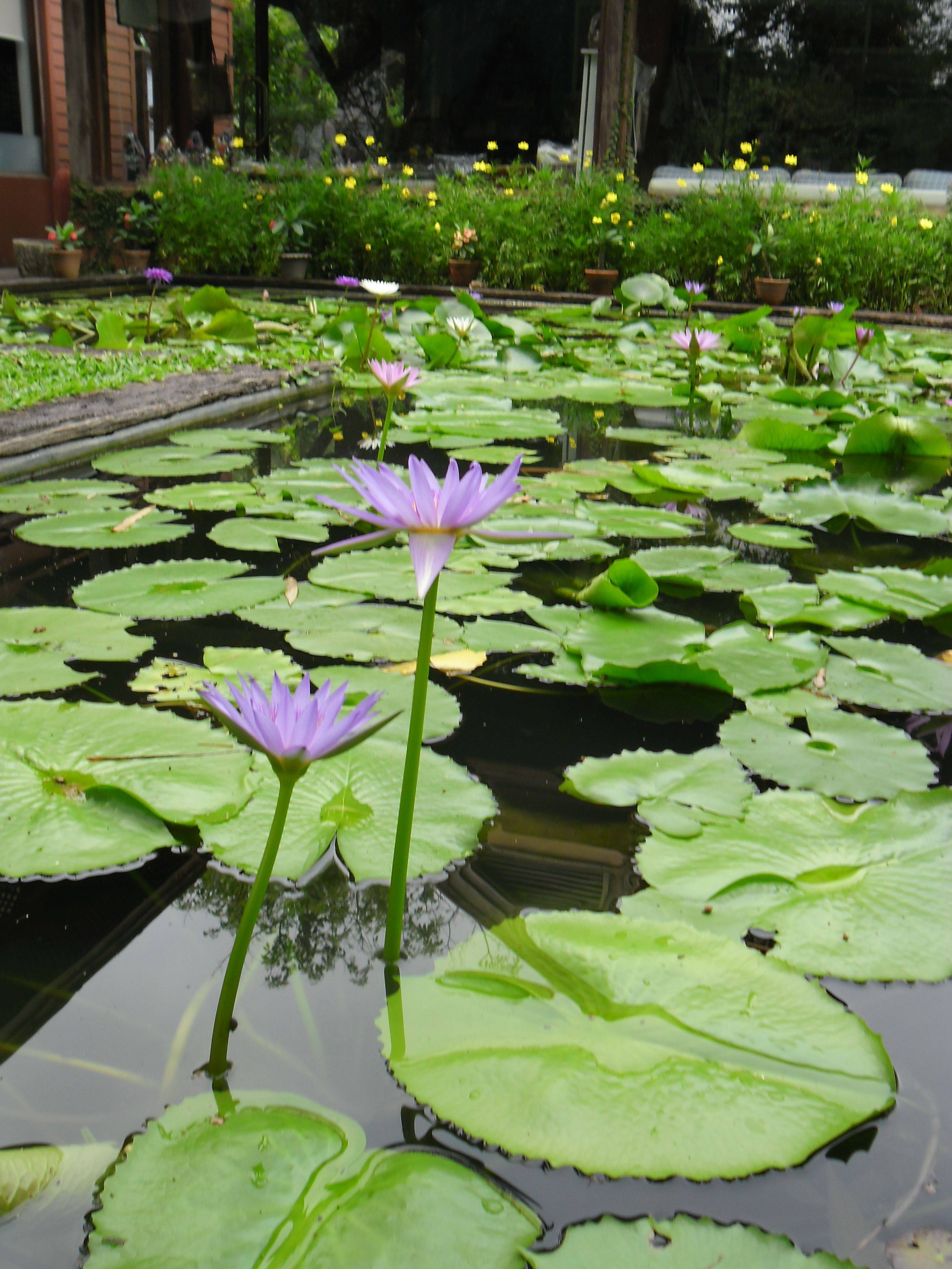 Vintage Romance Cafe