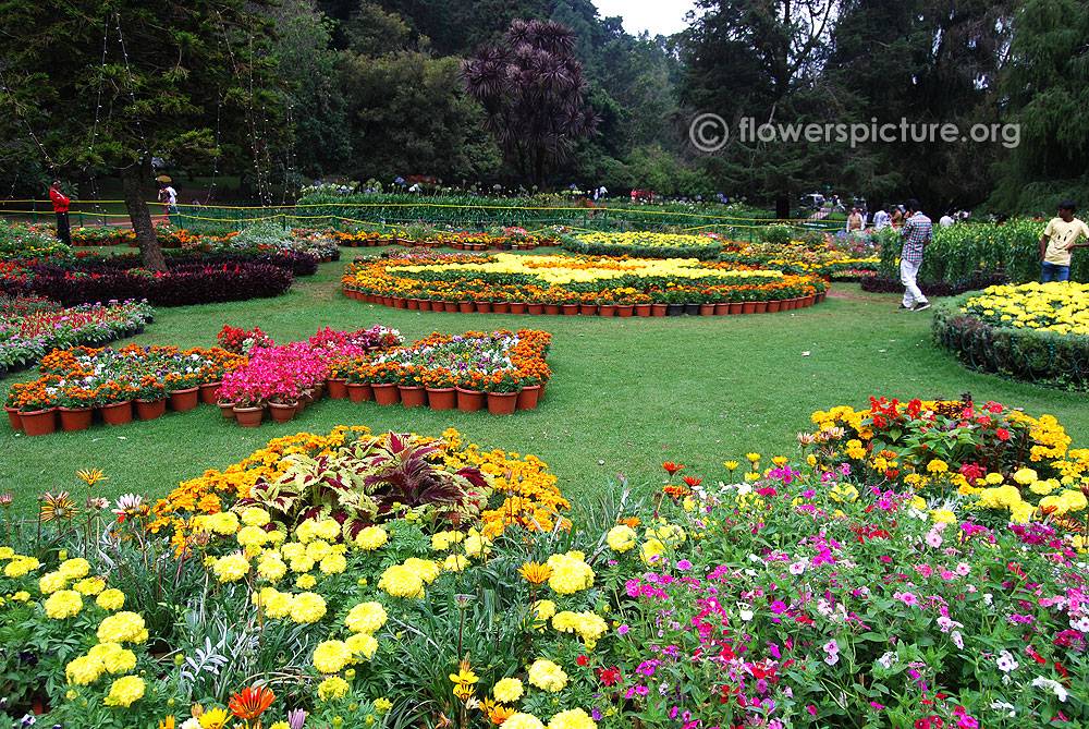Ooty Flower Show