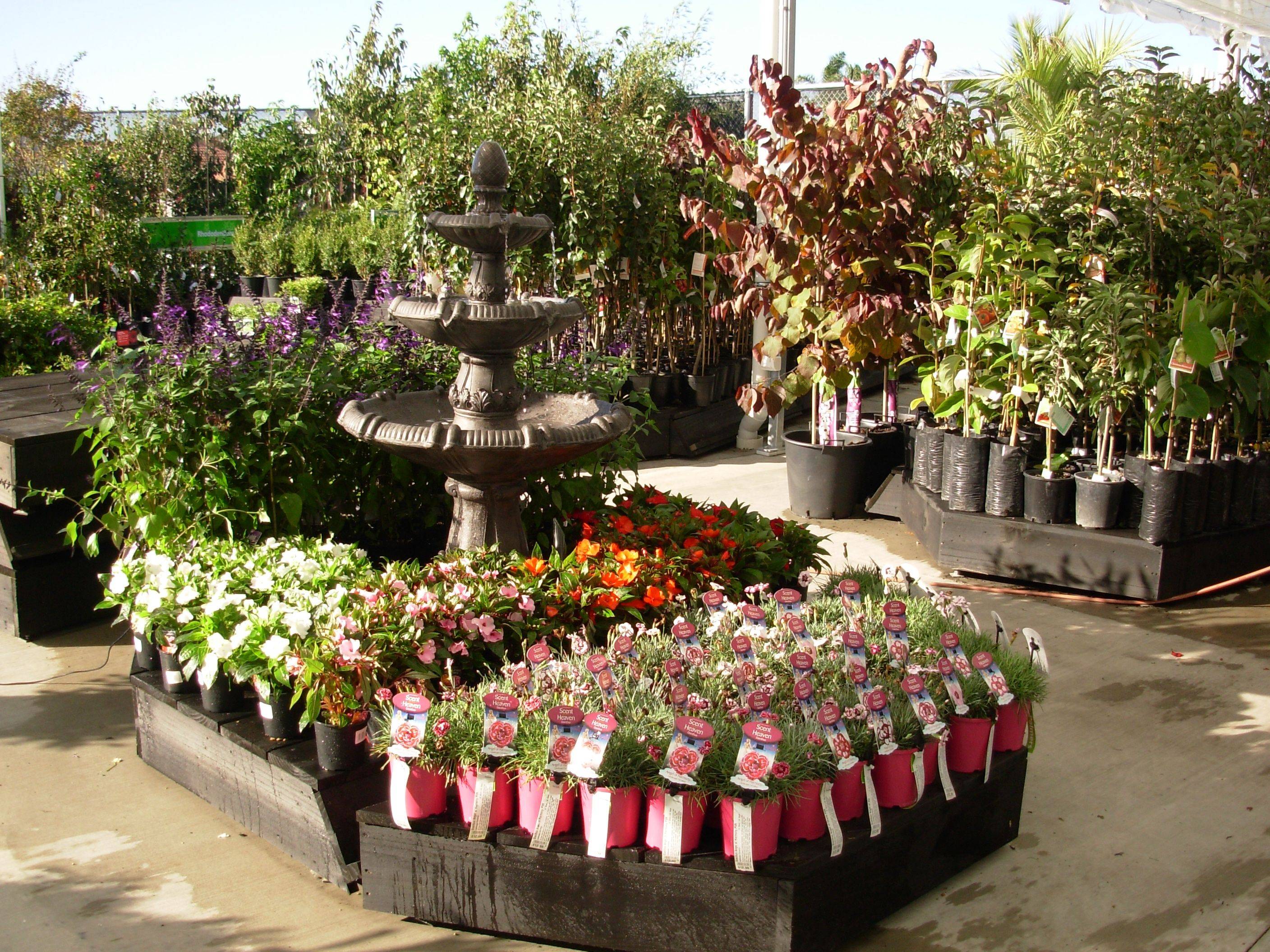 20 Rotorua Garden Ideas To Try This Year SharonSable