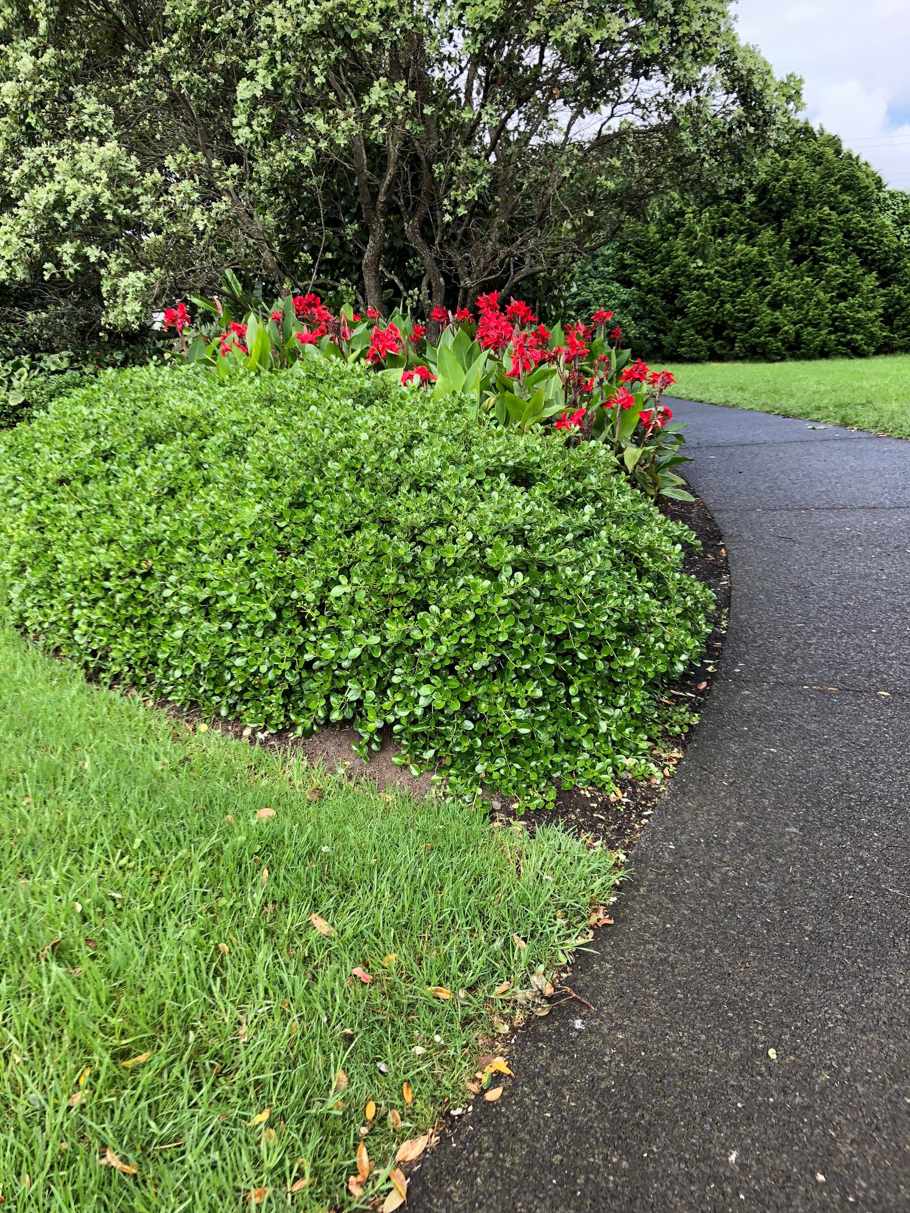 Aucklandbotanicgardensmanukaunorthislandnewzealand