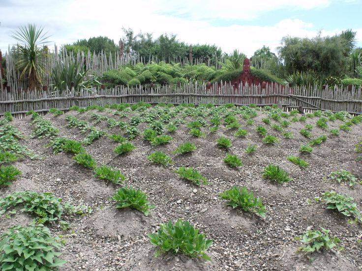 Te Parapra Maori Garden