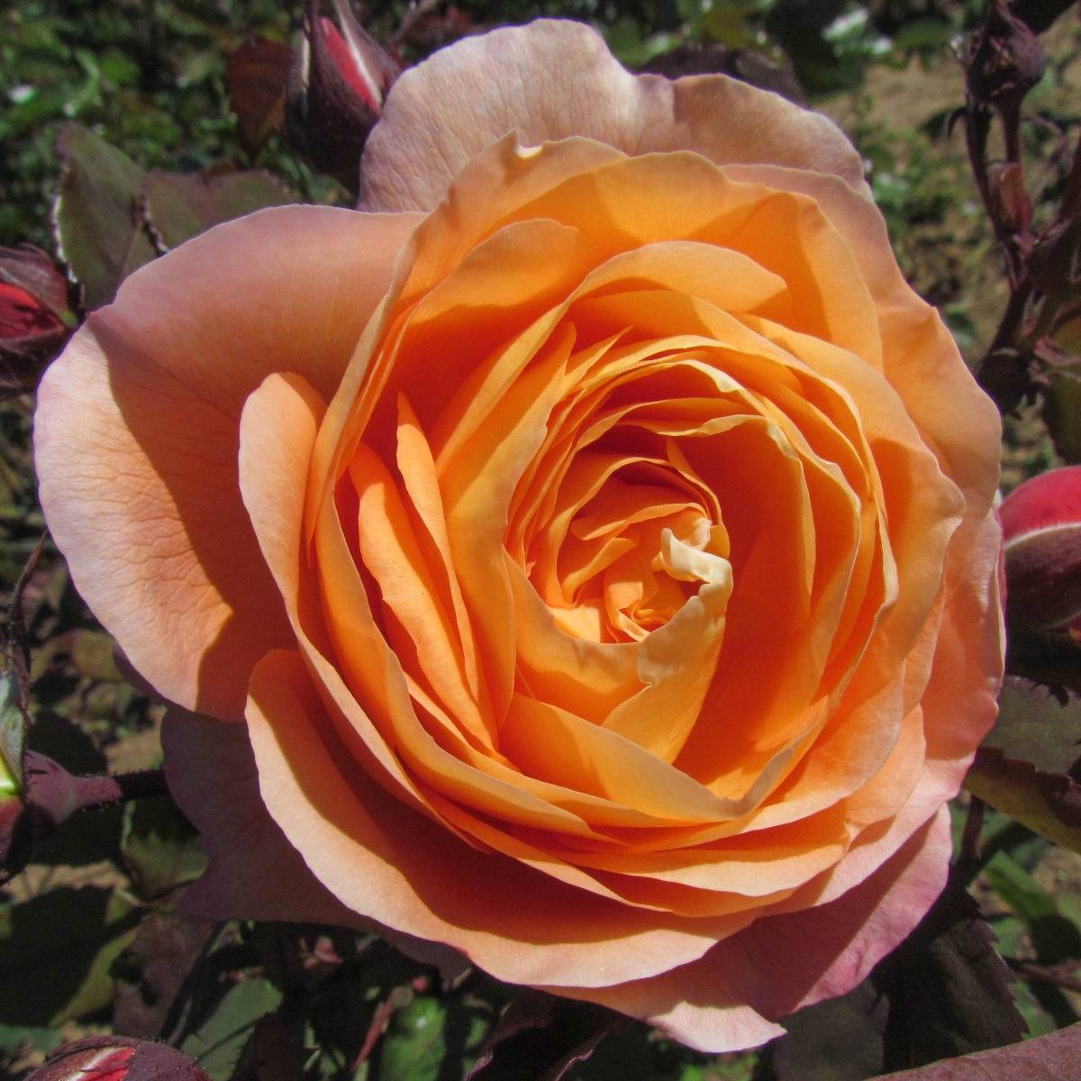Boscobel Rose Photo Boscobel Rose Rose Photos David Austin Roses