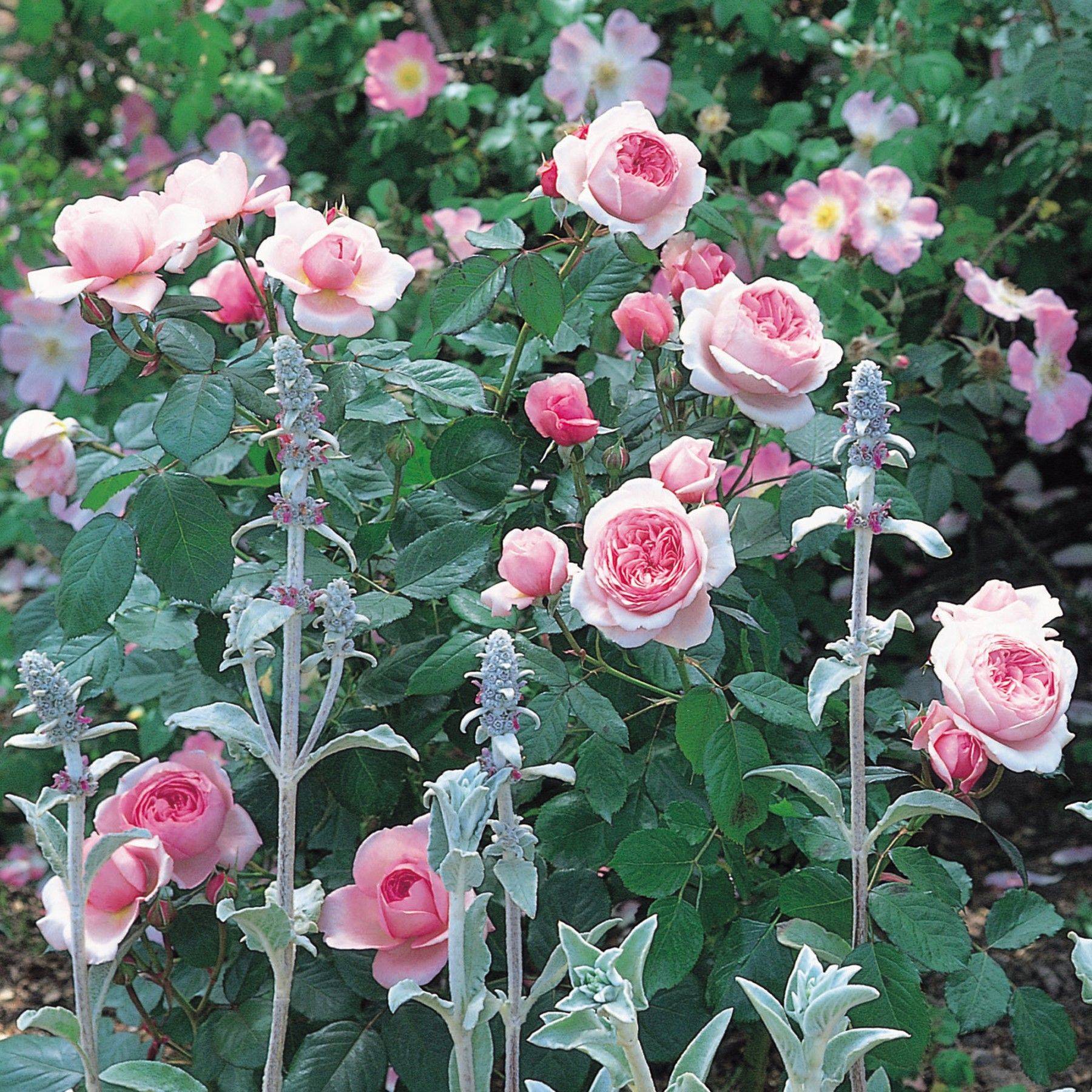 David Austin English Roses Lady Emma Hamilton
