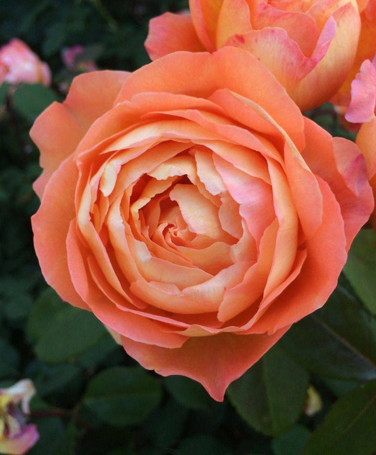 David Austin English Roses Lady Emma Hamilton
