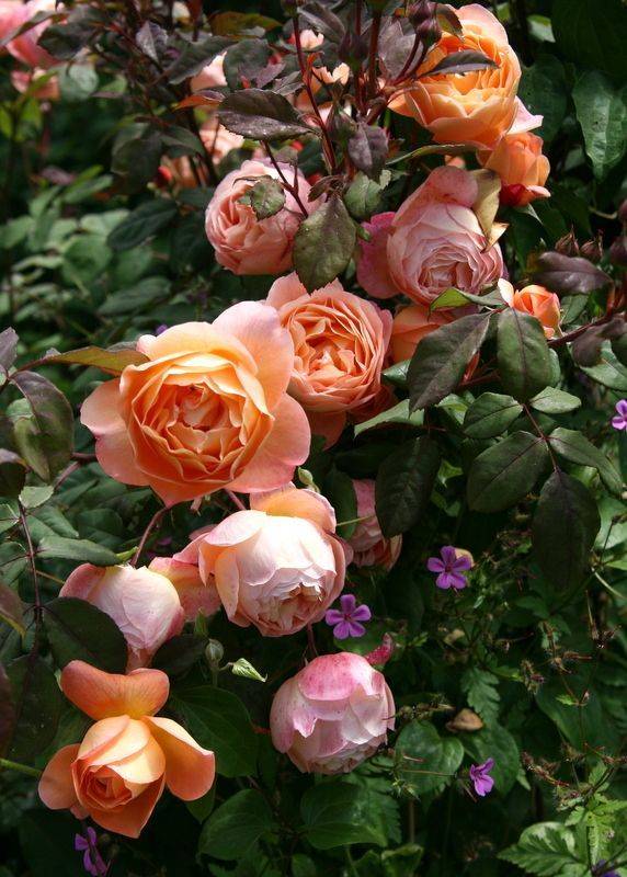 24 Rose Garden Hamilton Ideas You Cannot Miss SharonSable