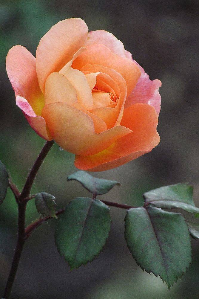 Lady Emma Hamilton Beautiful Flowers