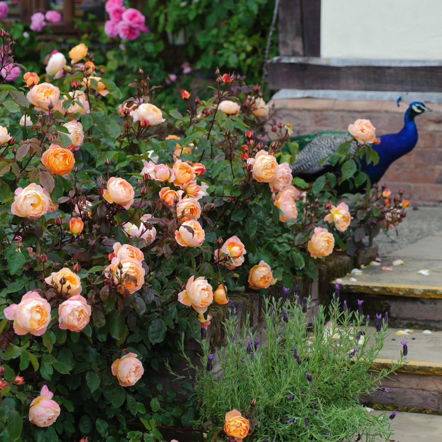 Lady Emma Hamilton Beautiful Flowers