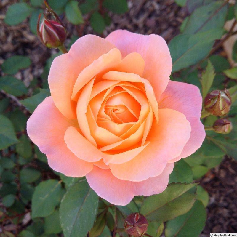 Pretty Flowers