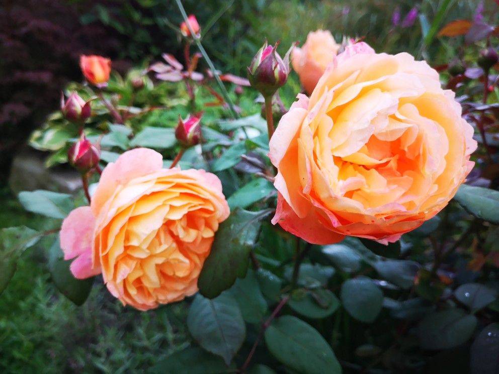David Austin English Rose