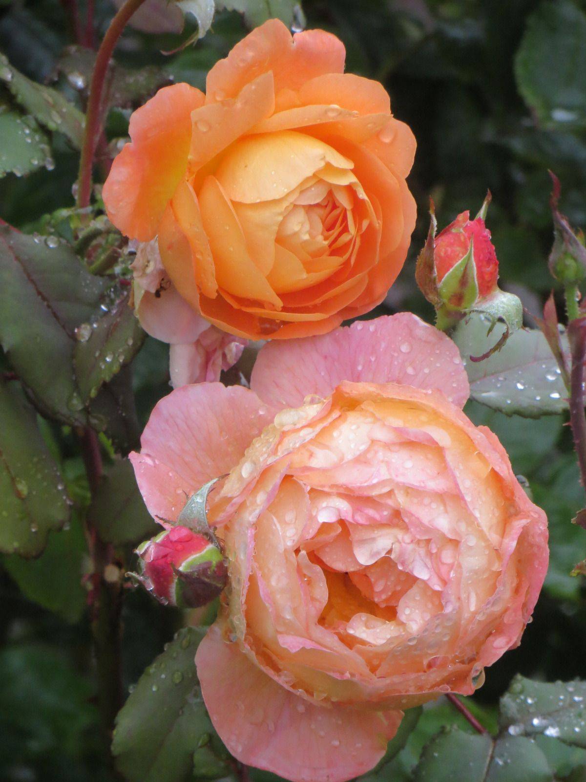 David Austin English Rose