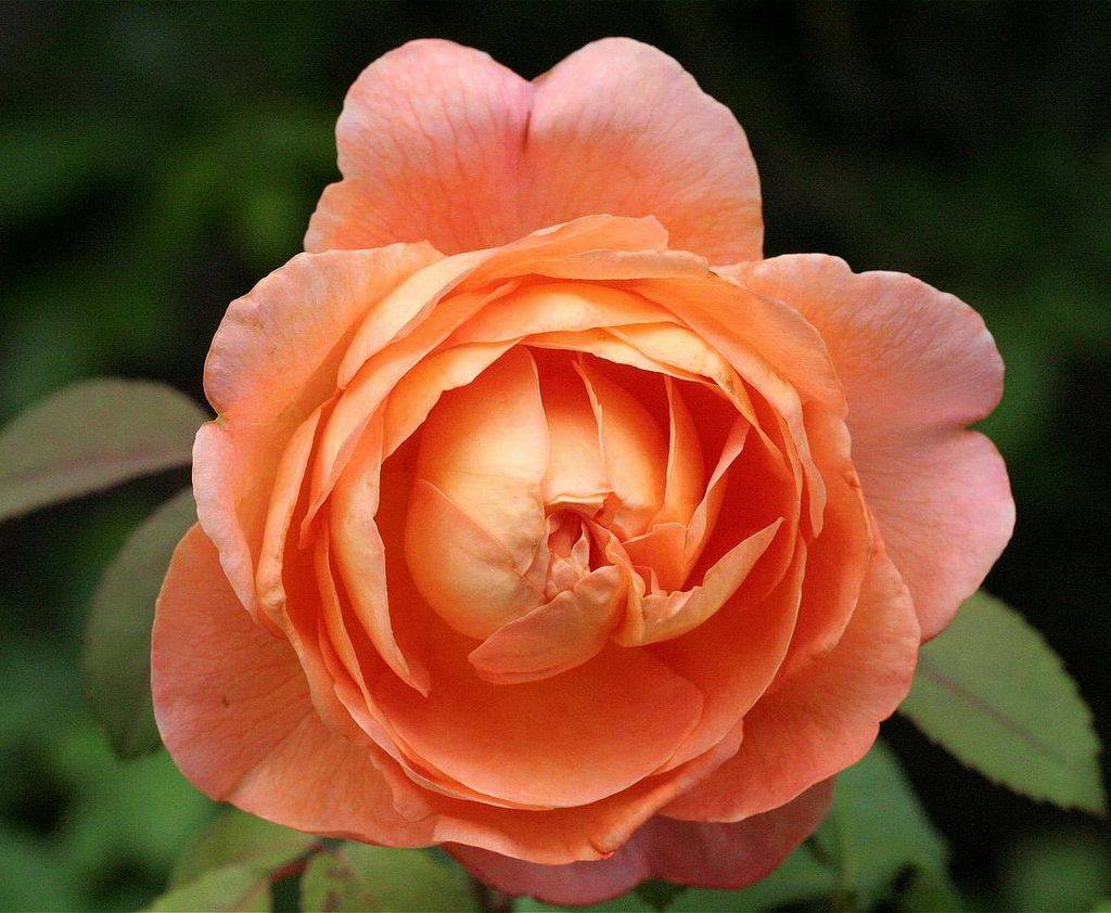 David Austin Rose David Austin Roses
