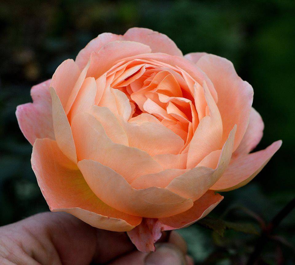 English Shrub Rose