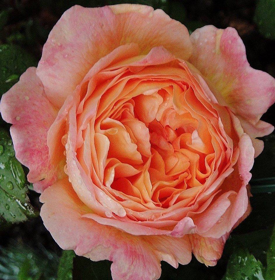 Pretty Lady Emma Hamilton David Austin