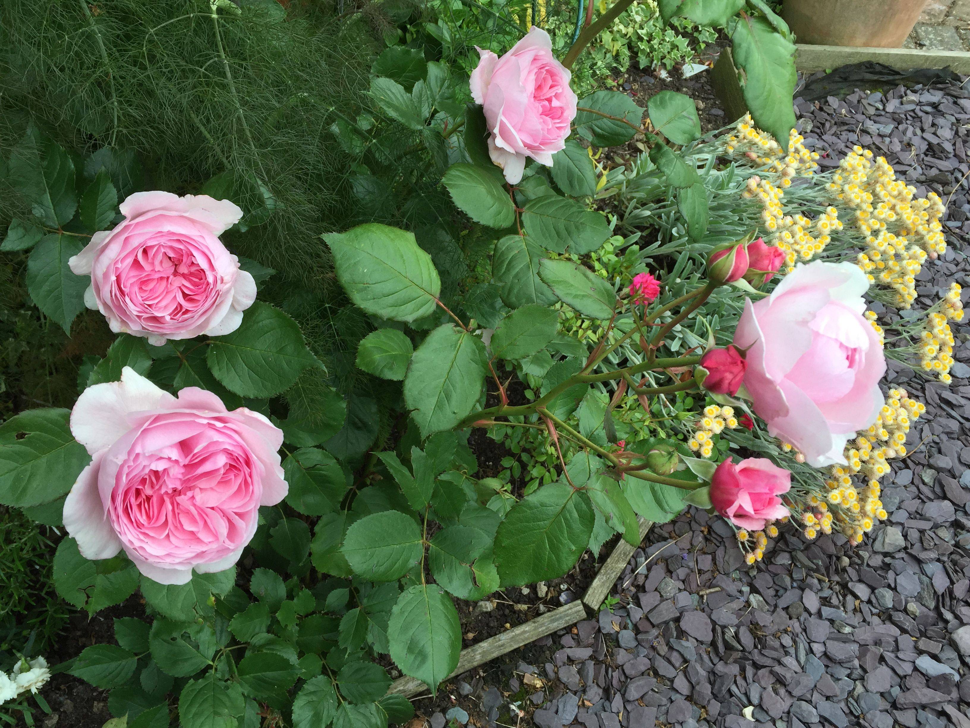 Rose Lady Emma