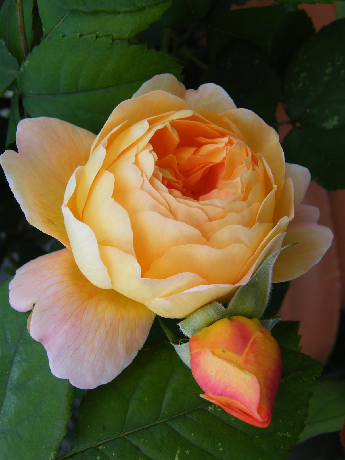 Rose Lady Emma Hamilton David Austin Roses