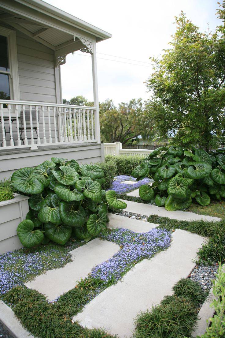 Veggie Garden