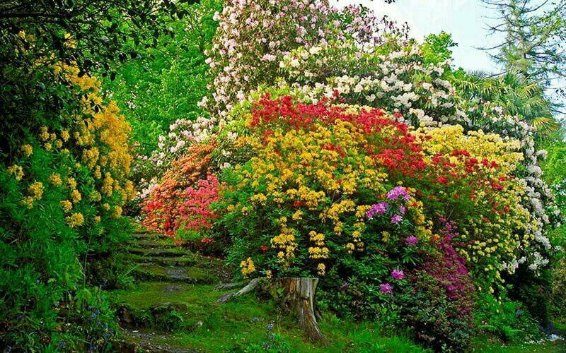 Beautiful Flower Garden