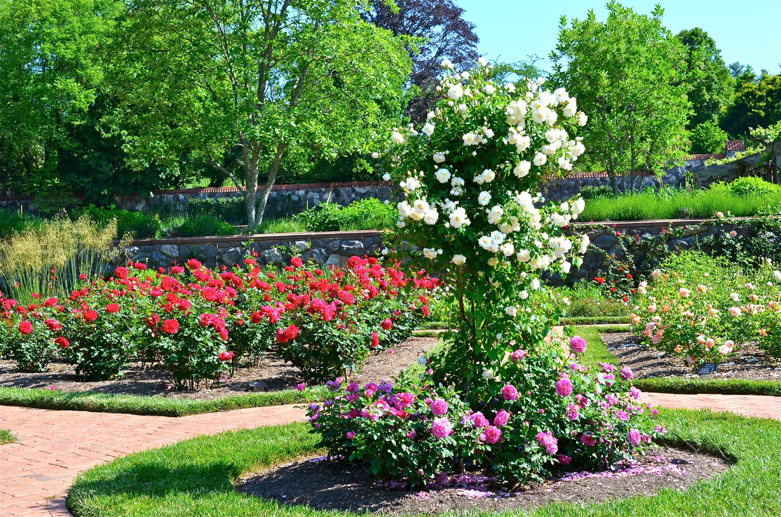 Worlds Most Beautiful Dubai Miracle Garden