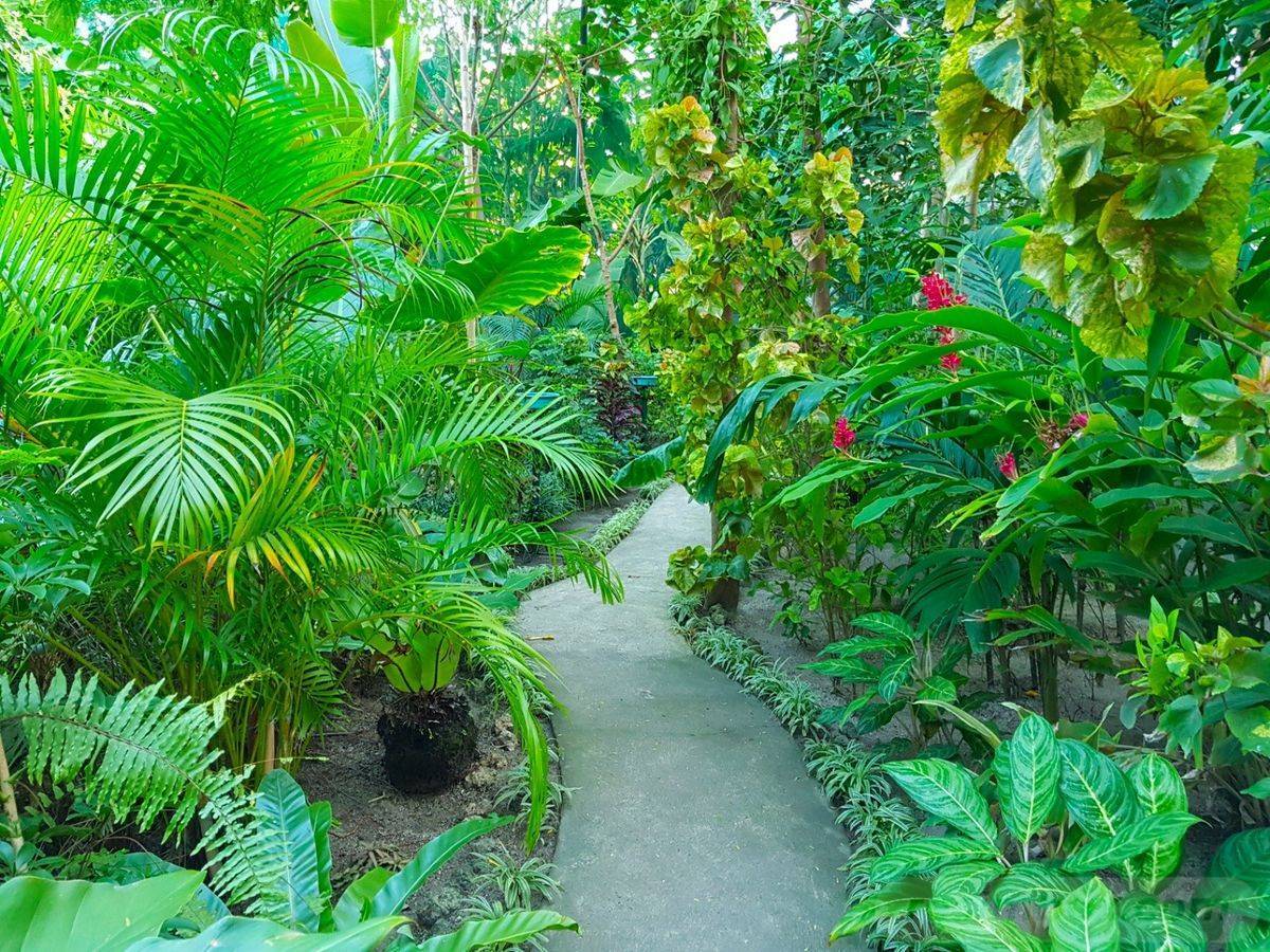 These Tropical Garden Design Ideas