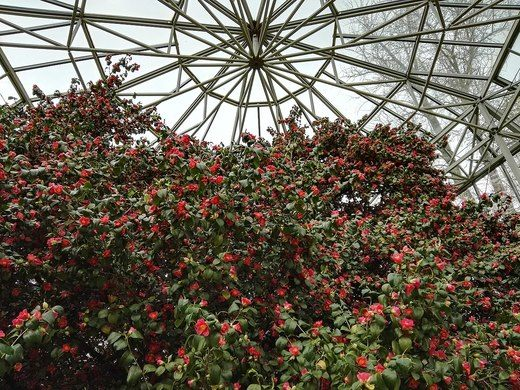 Royal Botanic Garden Edinburgh Scotland Botanical Gardens