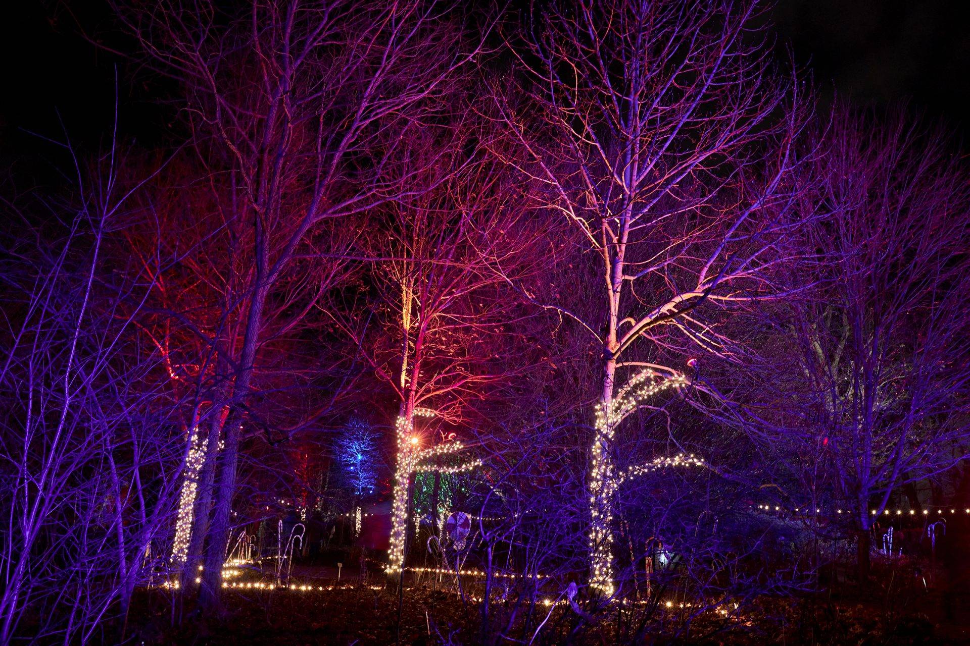 Sparkling Winter Wonderland