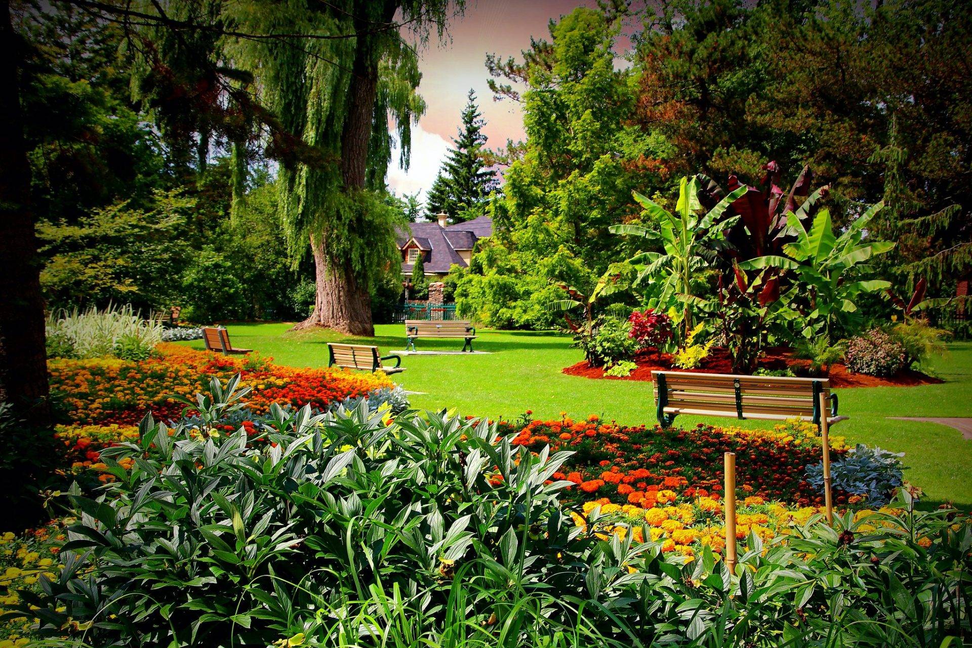 Native Plants