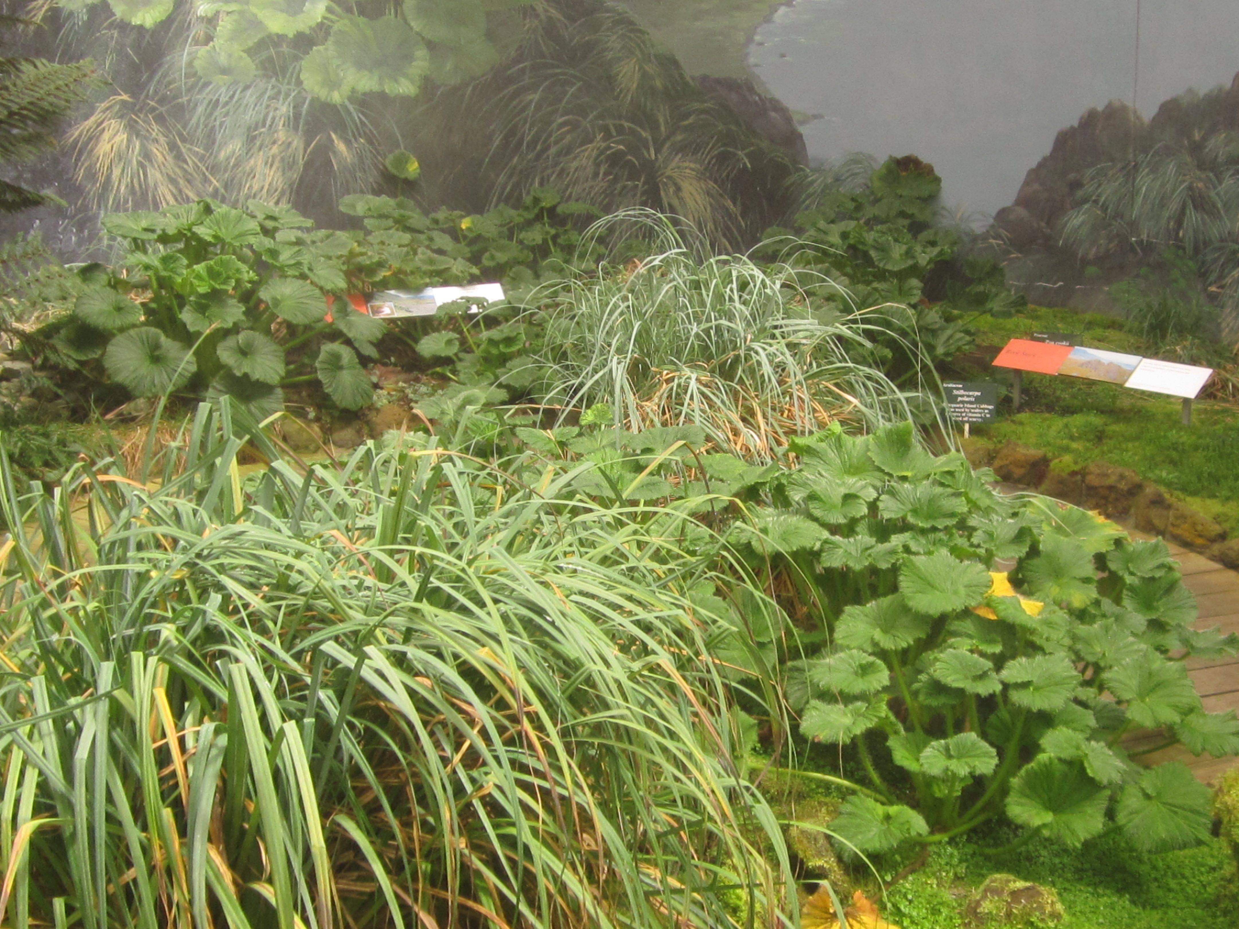 Royal Tasmanian Botanical Gardens