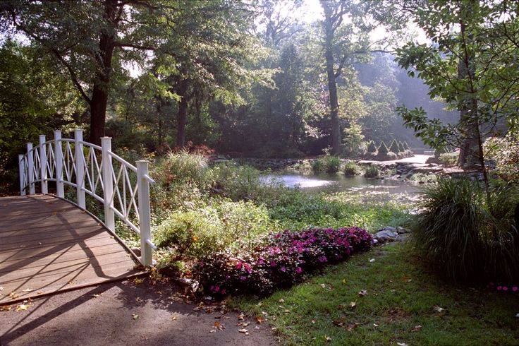 Beautiful Ginkgo Biloba Tree