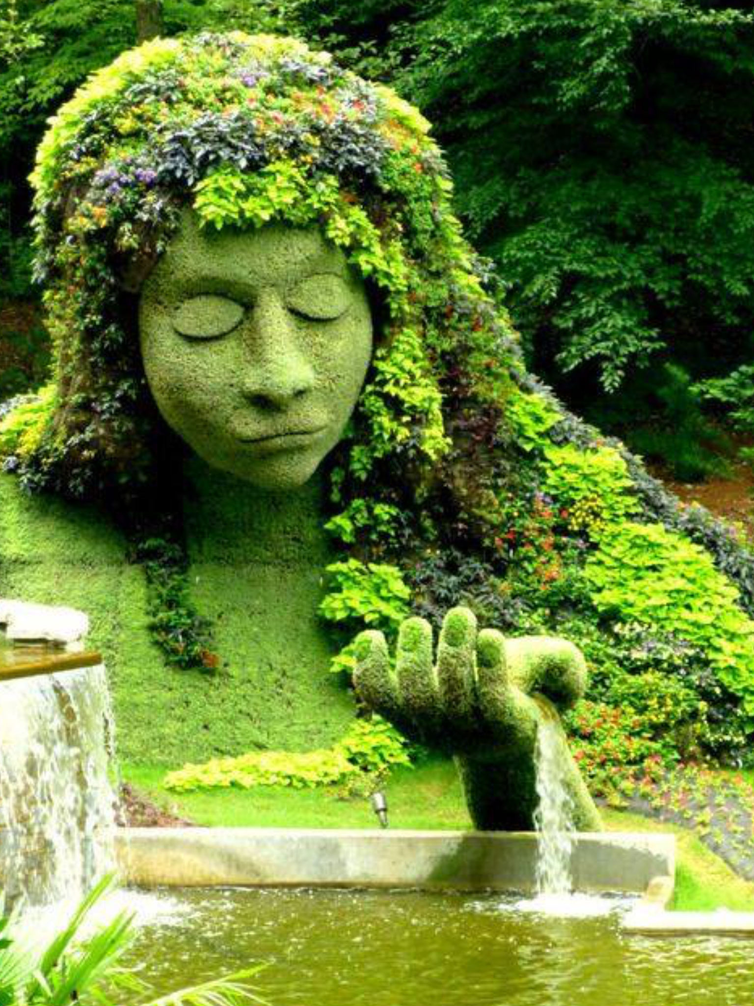 The Amazing Plant