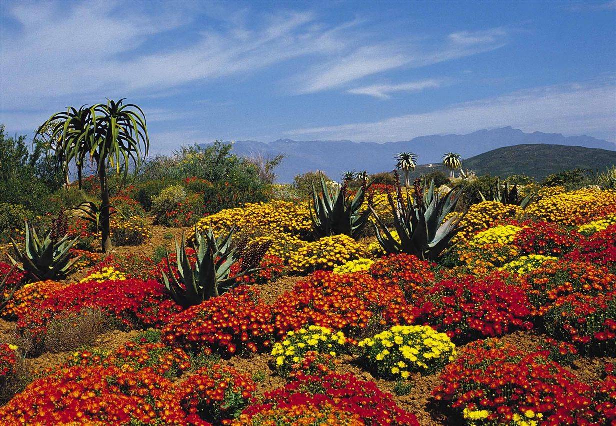 Kirstenbosch Botanical Garden
