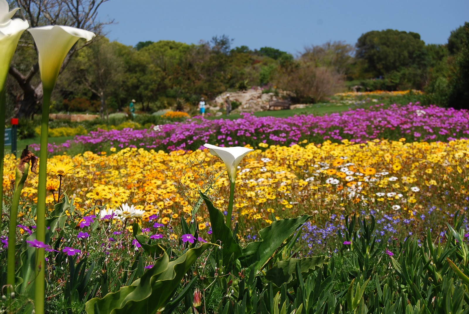 Kirstenbosch National Botanical Gardens