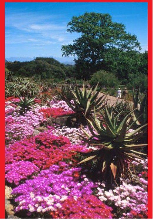 Kirstenbosch National Botanical Garden