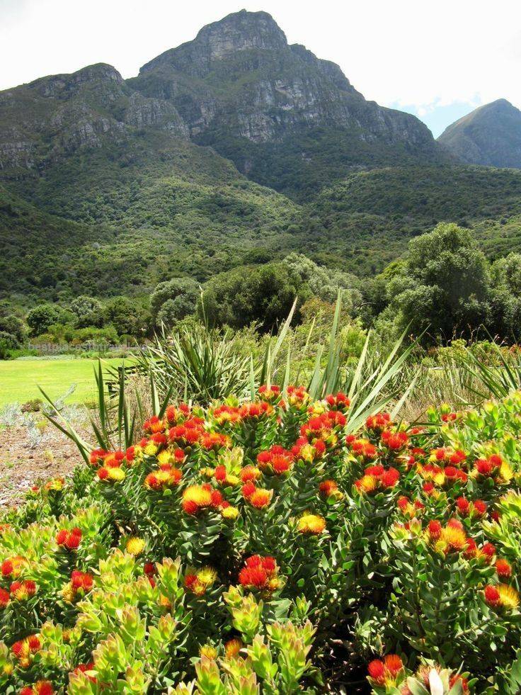 Kirstenbosch Botanical Garden