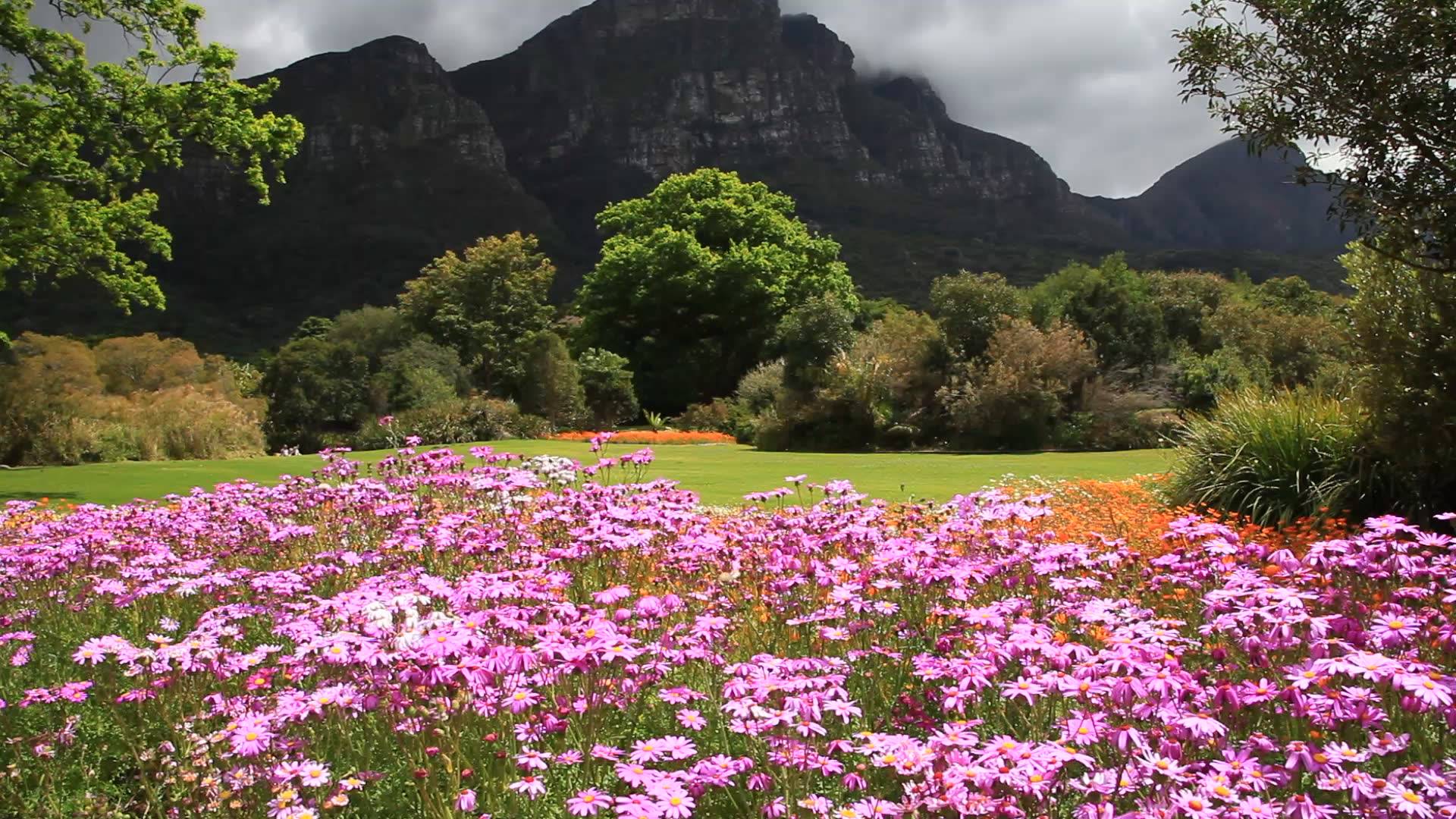 Kirstenbosch Botanical Garden