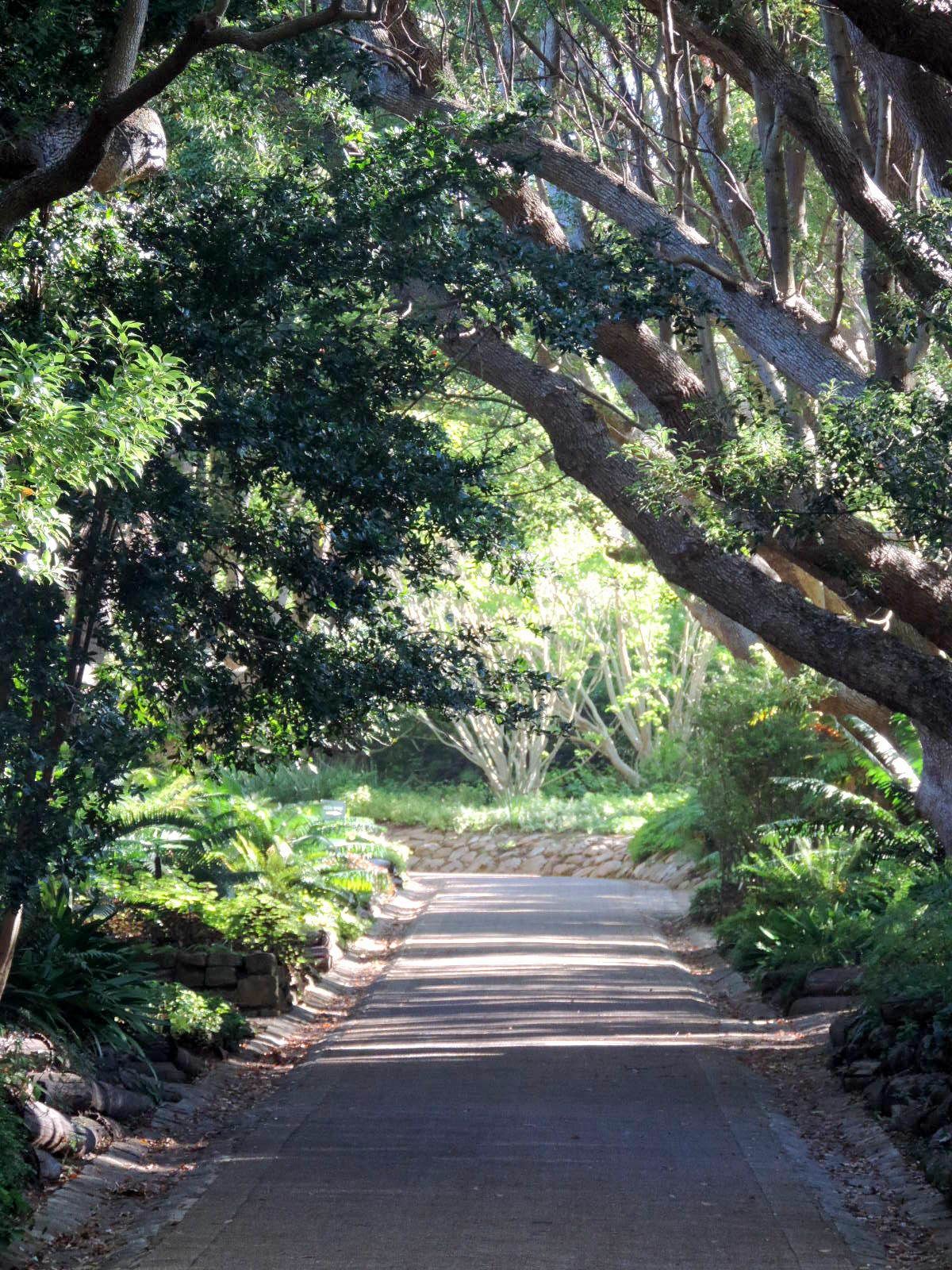 Kirstenbosch National Botanical Garden