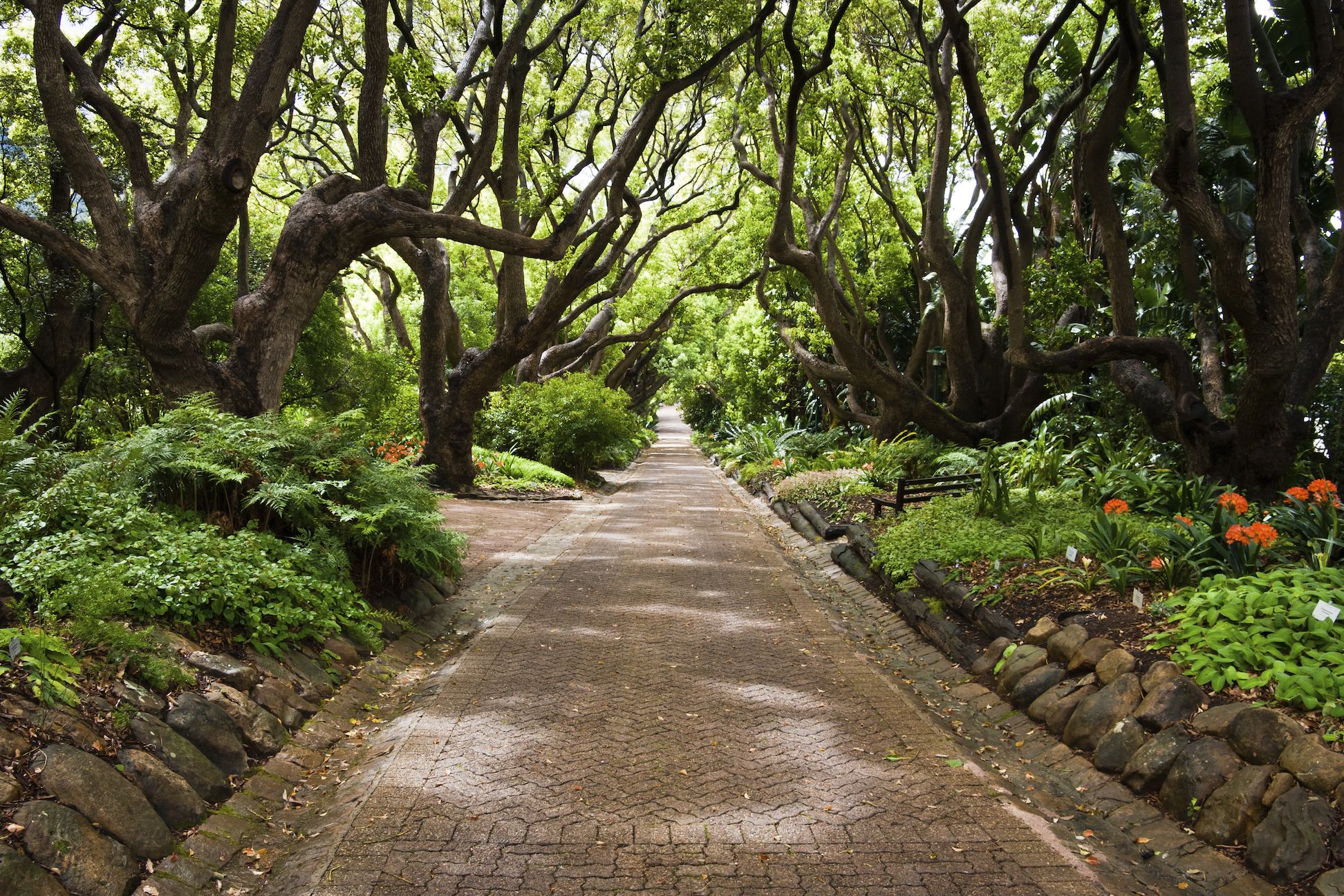 Kirstenbosch National Botanical Garden