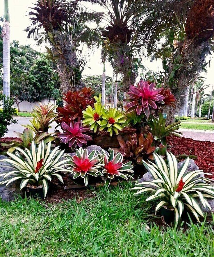 Tropical Flower Garden Ideas