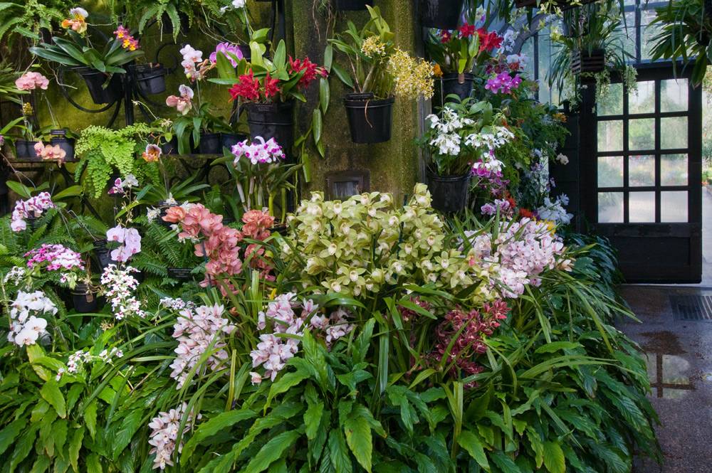 Longwood Gardens Orchid Show