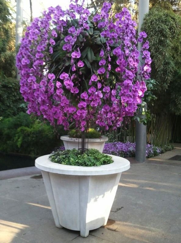 Longwood Gardens Orchid Extravaganza