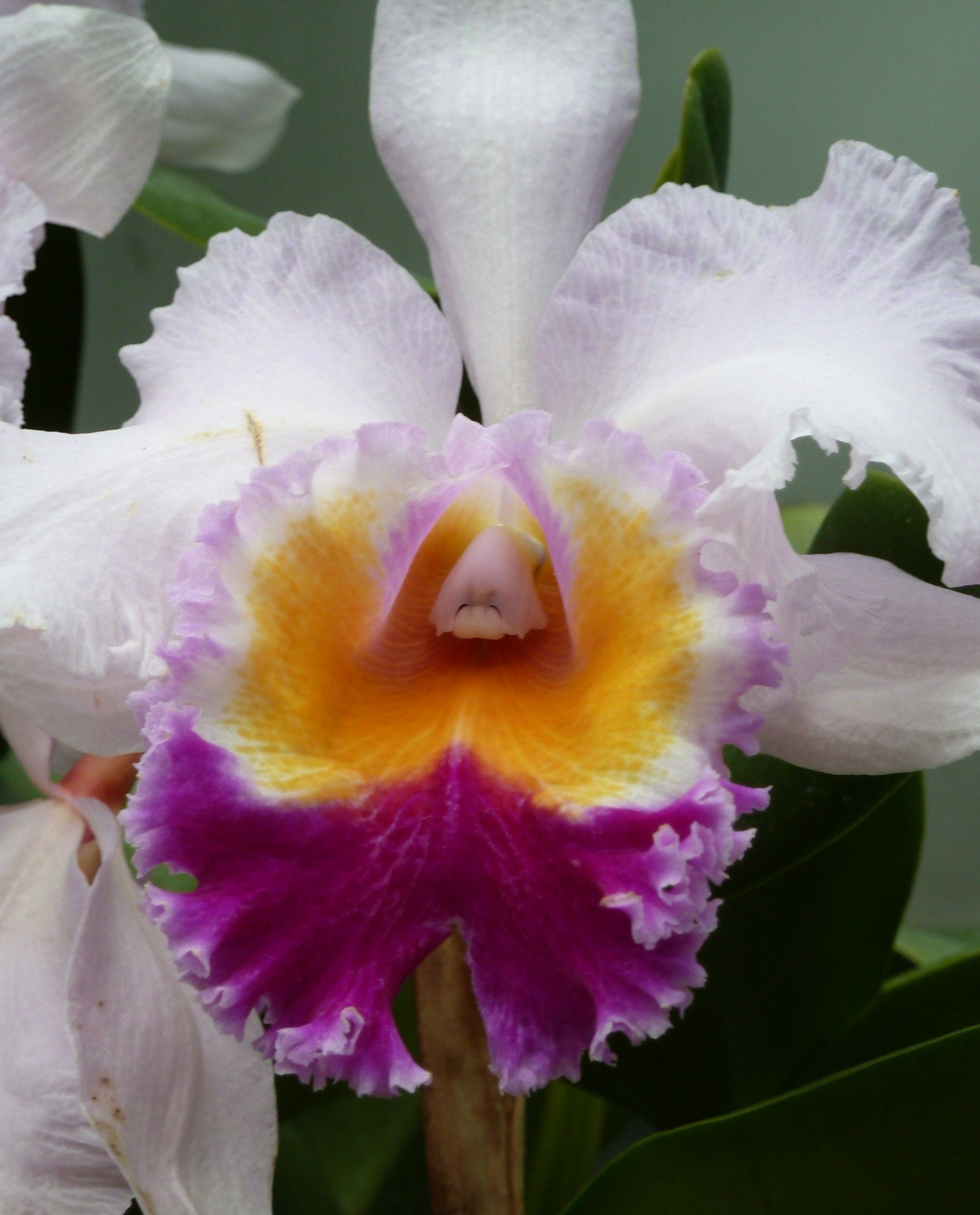 The Orchid Chandelier