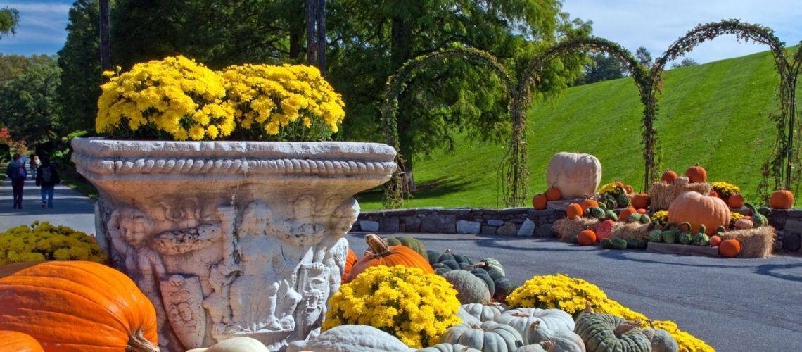 Fallalbee Larry Front Lawn Landscaping Hydrangea