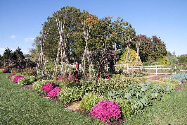 The Fall Autumn Garden