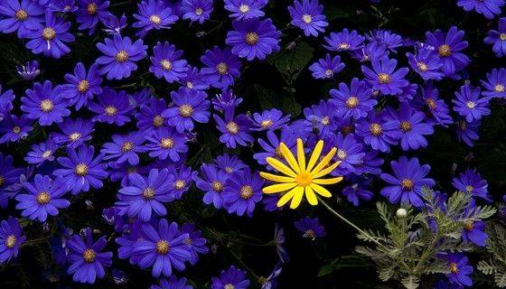 Longwood Gardens Conservatory Img