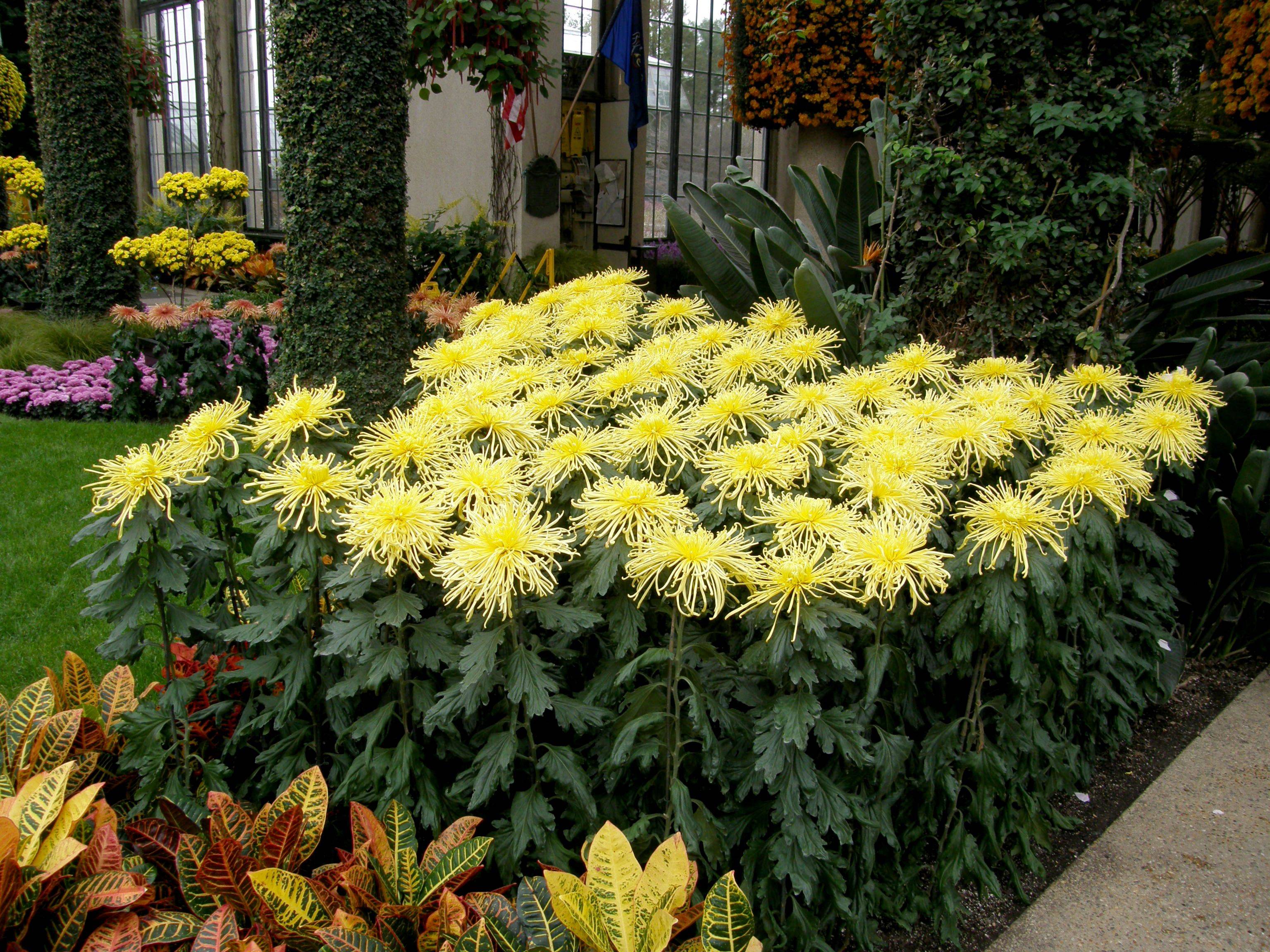Yellow Clivia Longwood Gardens