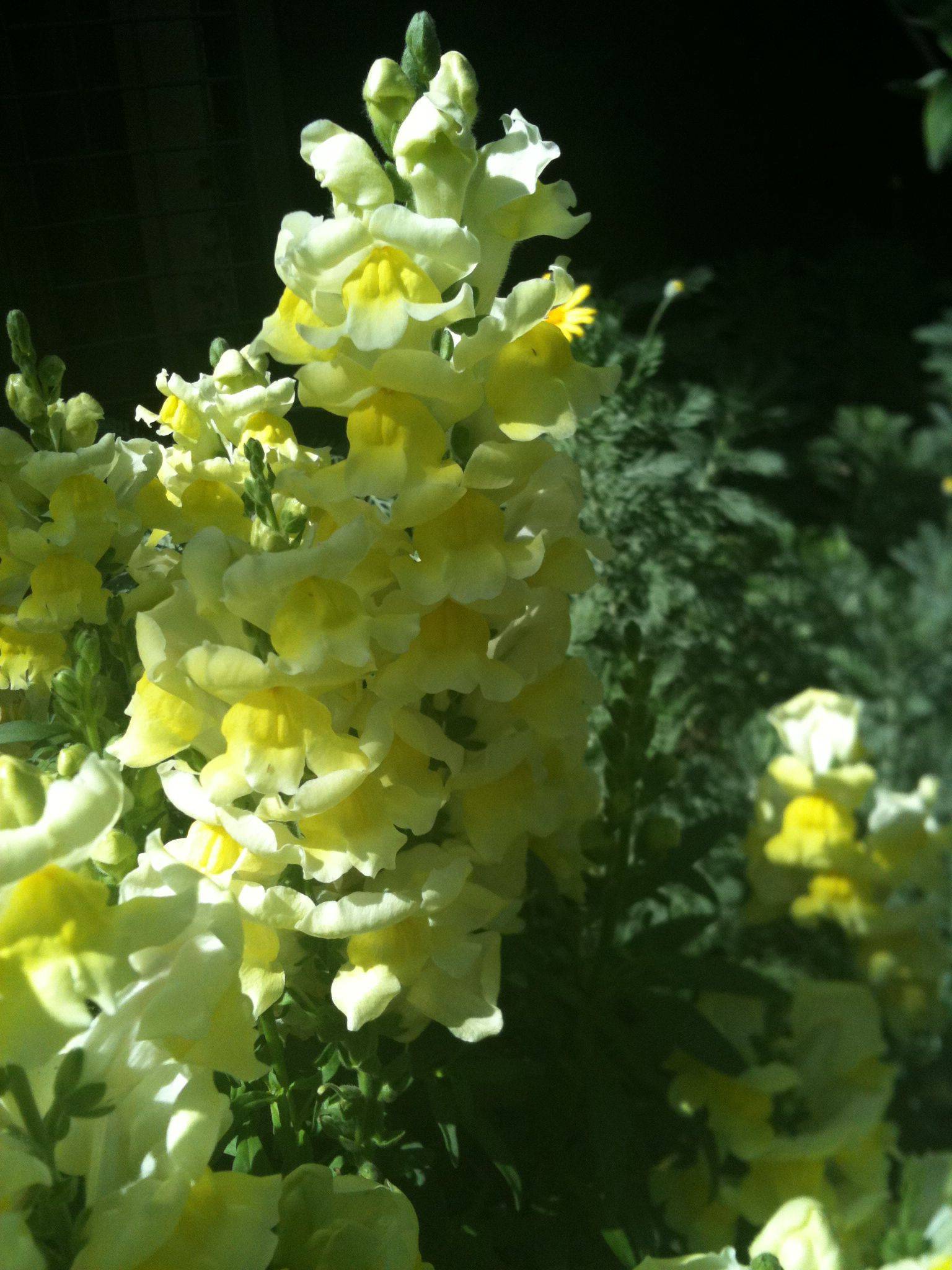 23 Longwood Garden Huge Yellow Flower Ideas You Cannot Miss SharonSable